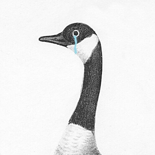 Sad Canada Goose crying