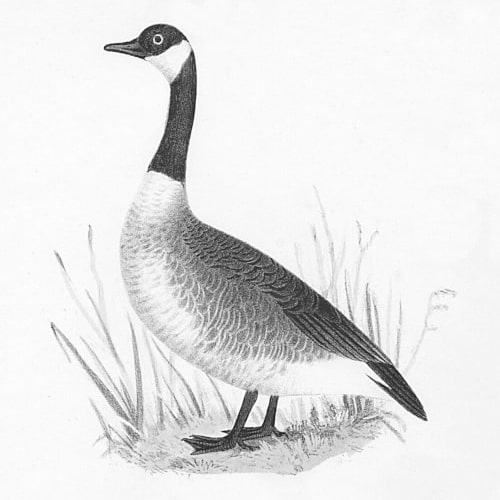really really handsome Canada goose
