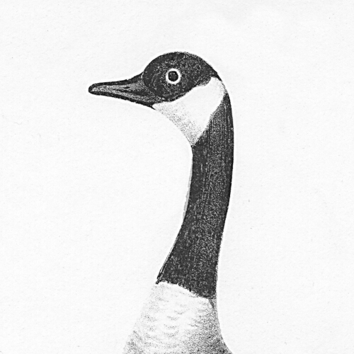 Handsome Canada Goose